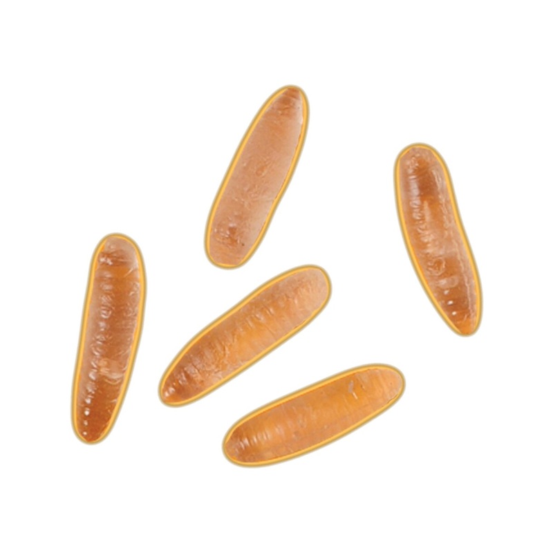 Glow In The Dark Maggots Gag Bug Insect Toy Decoration 5 Pack