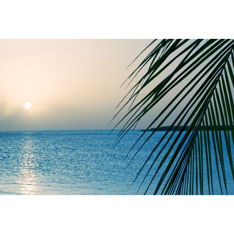 Palm Poster Print by Dina Marie # M1702D