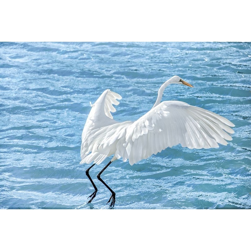 Taking Flight Poster Print by Dina Marie # M1703D