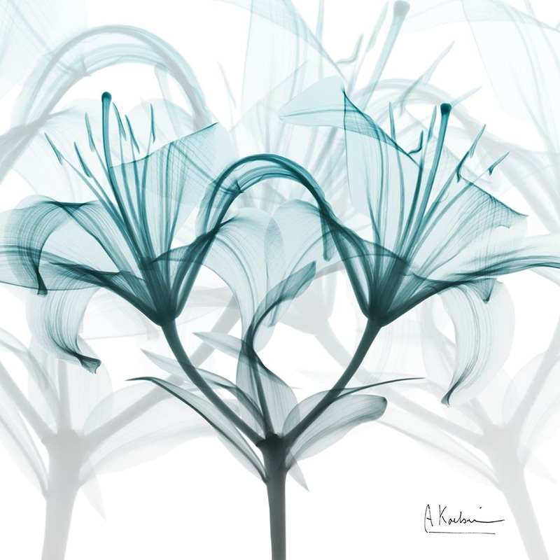 Crystal Flame Lily Poster Print by Albert Koetsier (12 x 12)