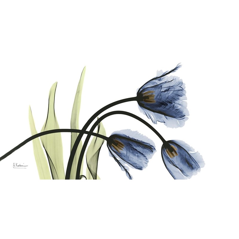 Tulip Blues Poster Print by Albert Koetsier (10 x 20)