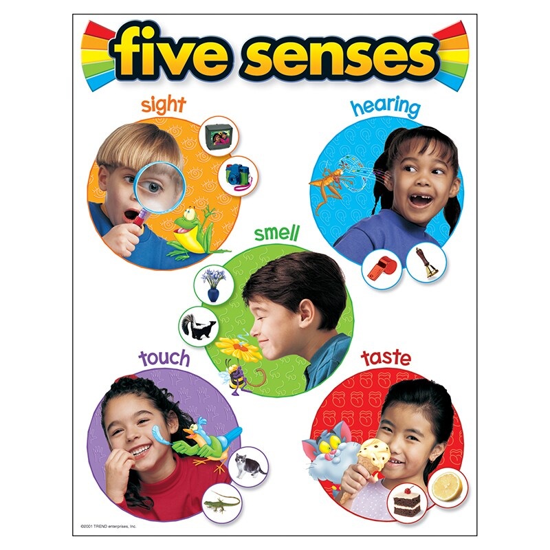 Five Senses Learning Chart, 17″ x 22″