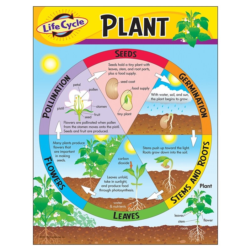 Life Cycle of a Plant Learning Chart, 17″ x 22″