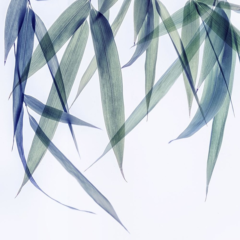 Vibrant Bamboo 2 Poster Print by Dianne Poinski # QPDSQ081B