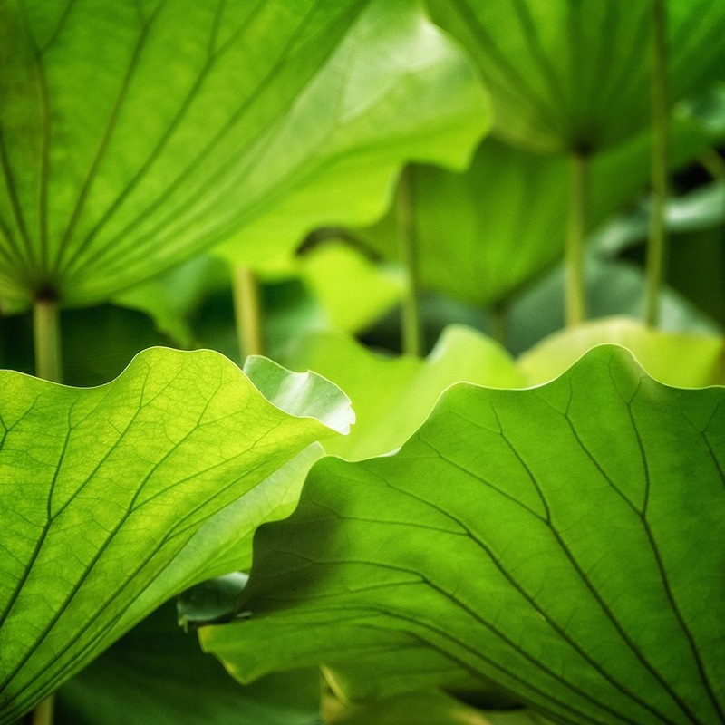 Vivid Green 1 Poster Print by Dianne Poinski # QPDSQ073A