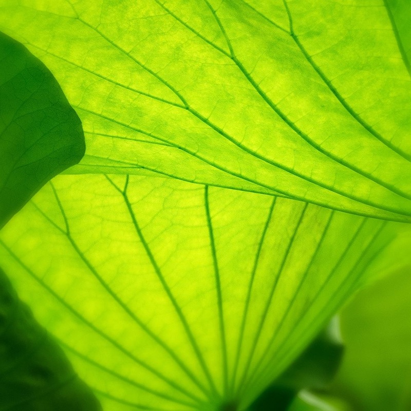 Vivid Green 2 Poster Print by Dianne Poinski # QPDSQ073B