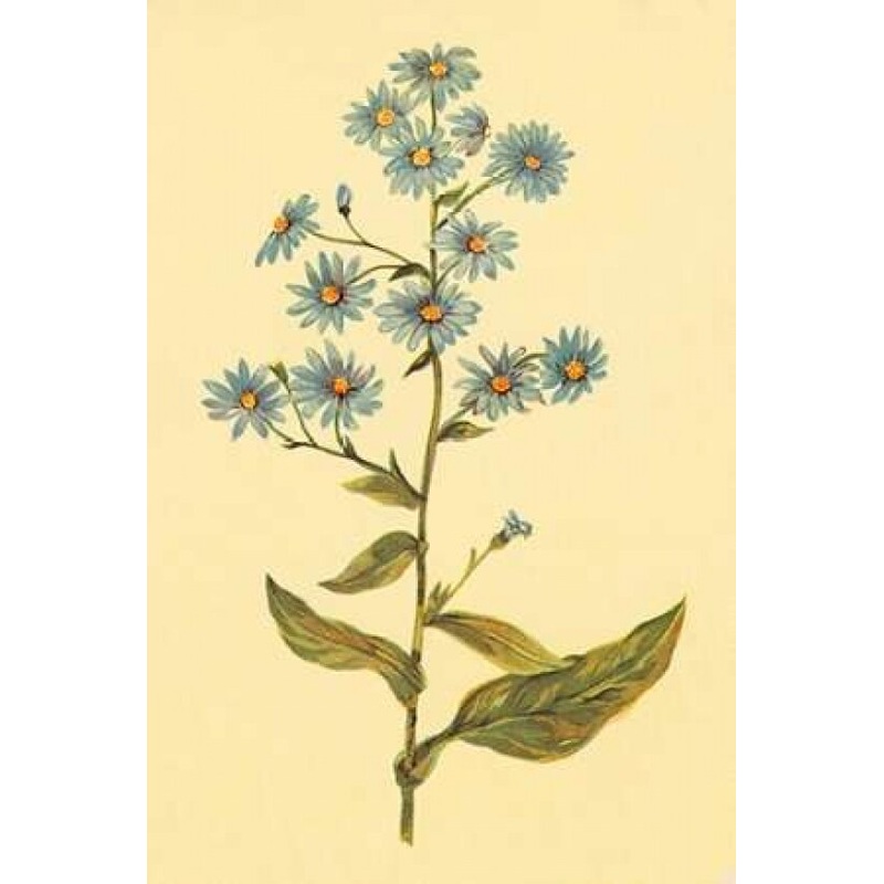 Wavy Leaved Aster Poster Print by PI Collection