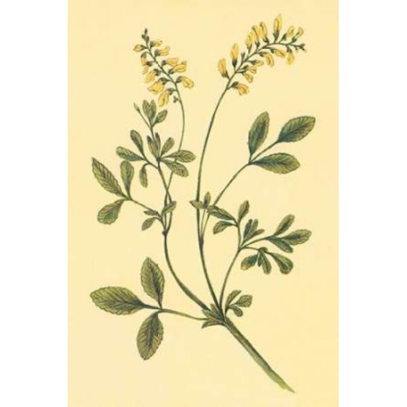 Yellow Melilot and Sweet Clover Poster Print by PI Collection