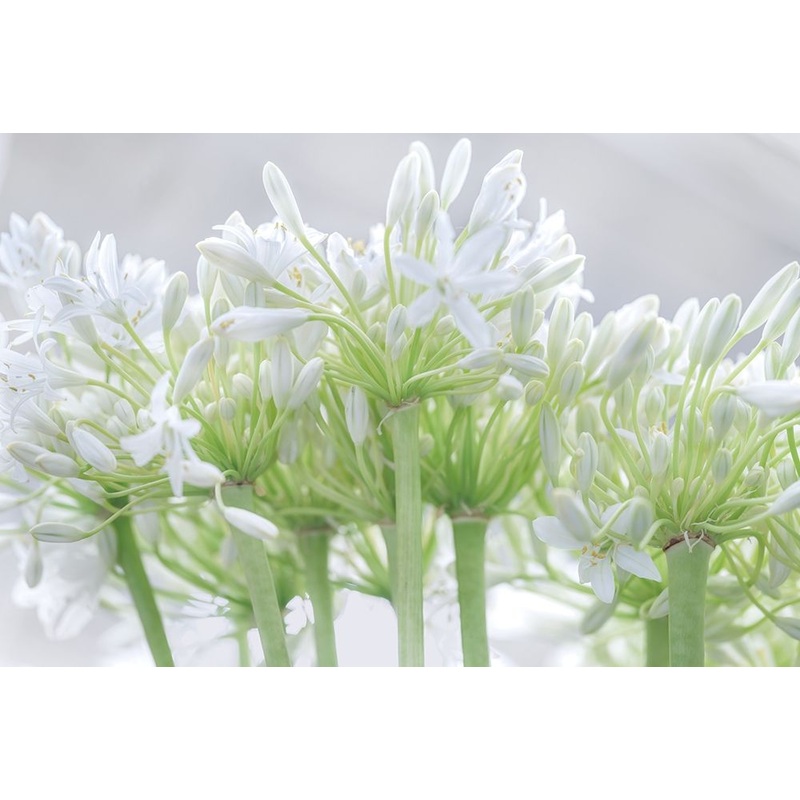 African Lily I Poster Print by Assaf Frank # POD60901
