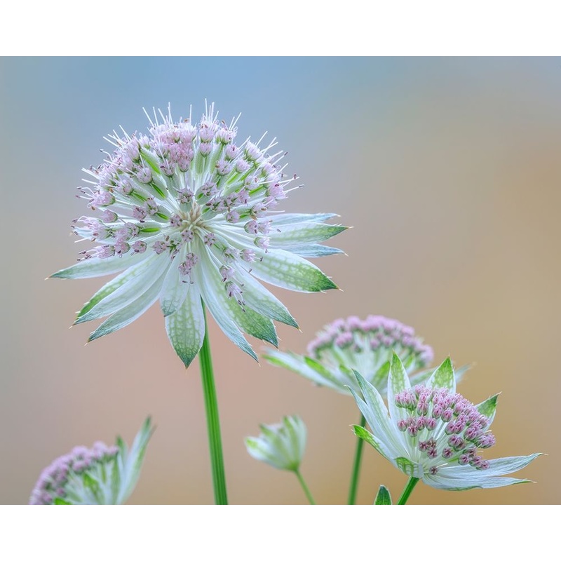 Astrantia Blossoms II Poster Print by Kathy Mahan # PSMHN928