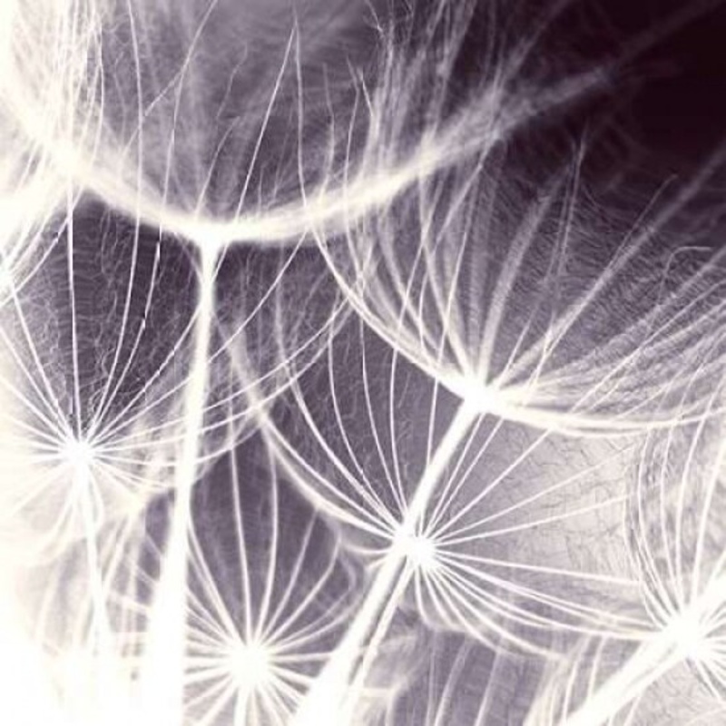 Blown Away Poster Print by PI Studio