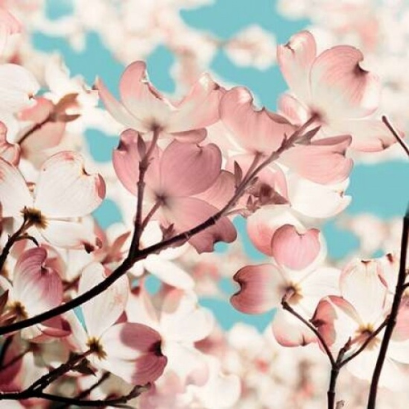 Adorn I Poster Print by Olivia Joy