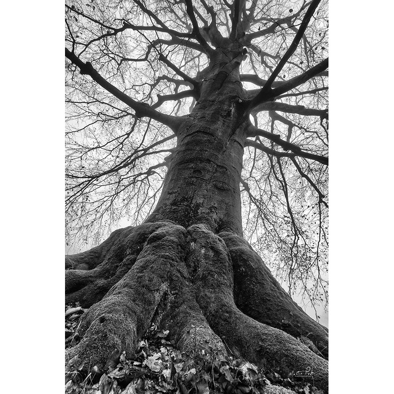 The Giant I Poster Print by Martin Podt # MPP658