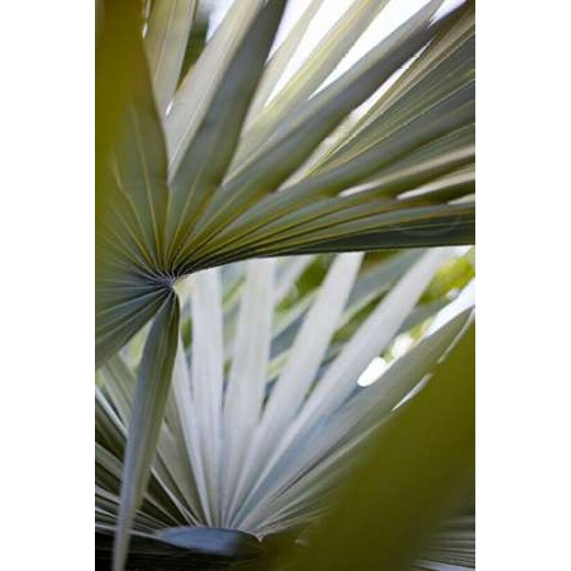 Transcending I Poster Print by Lily Mourier