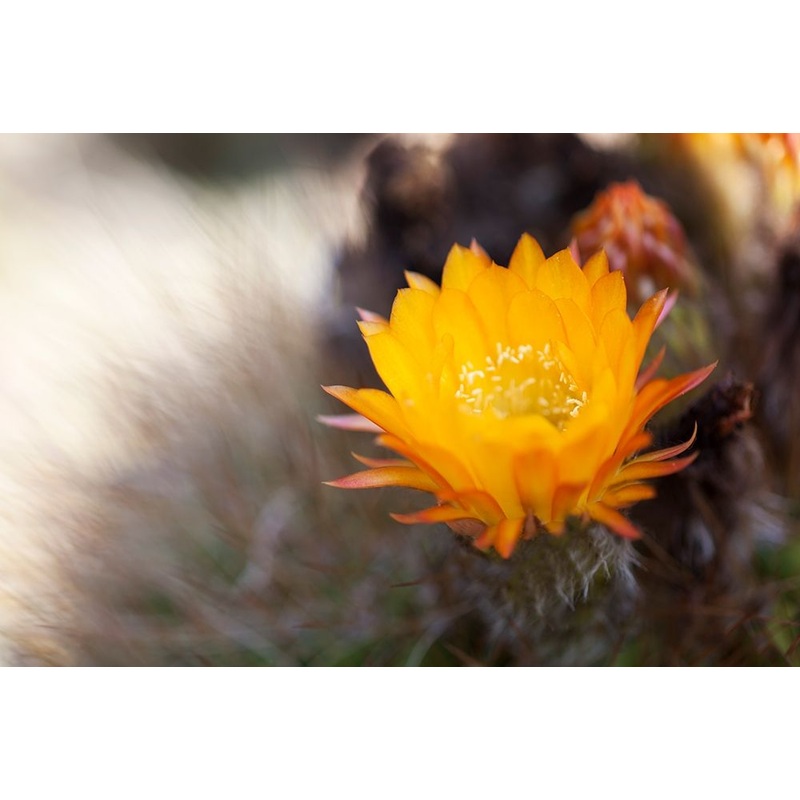 Wild Flowers I Poster Print by Lily Mourier # LM032A