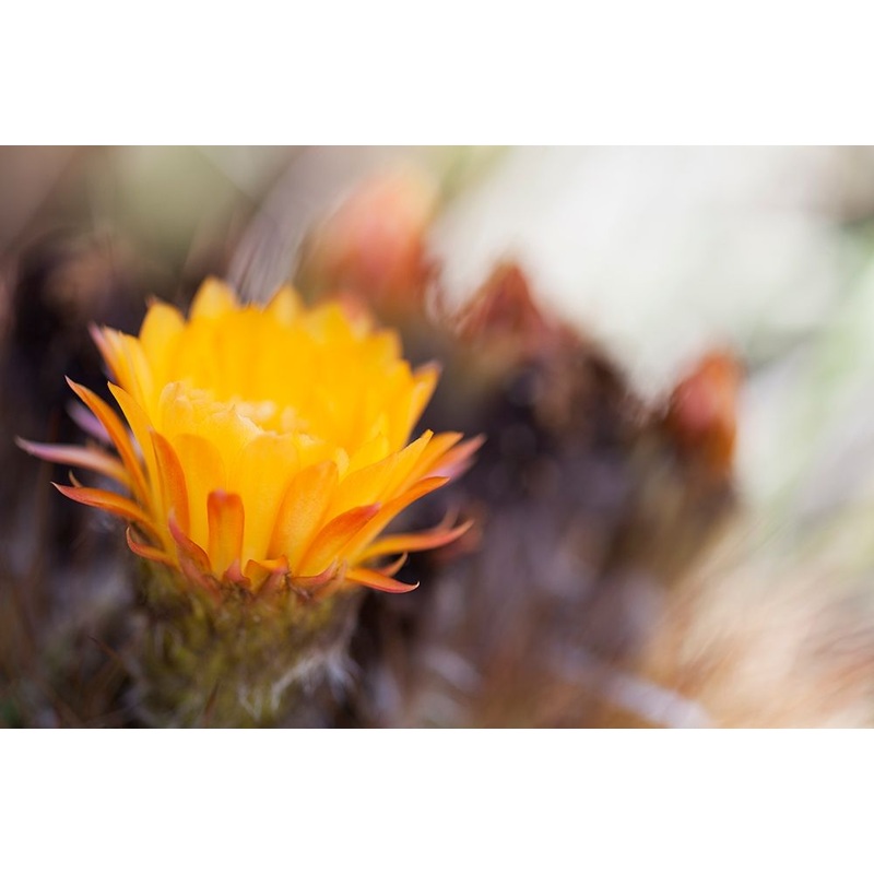 Wild Flowers II Poster Print by Lily Mourier # LM033A