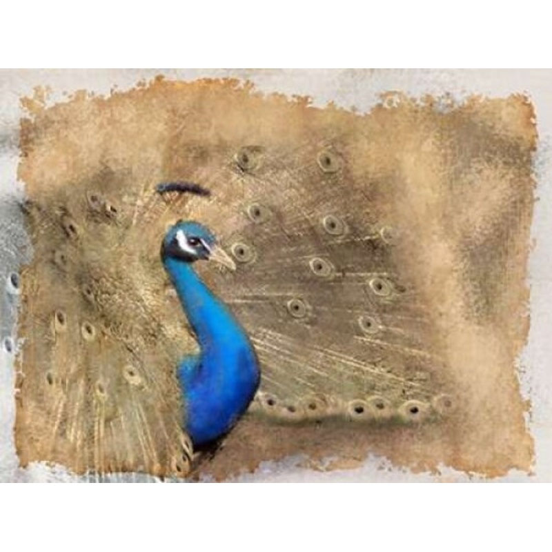 Antique Peackock 2 Poster Print by Kimberly Allen # KARC009B