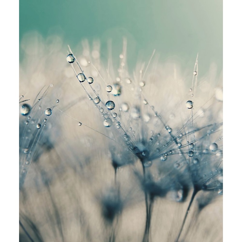 Bashful Blue Poster Print by Ingrid Beddoes # IZ061A