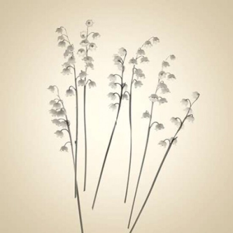 Bells Poster Print by Judy Stalus