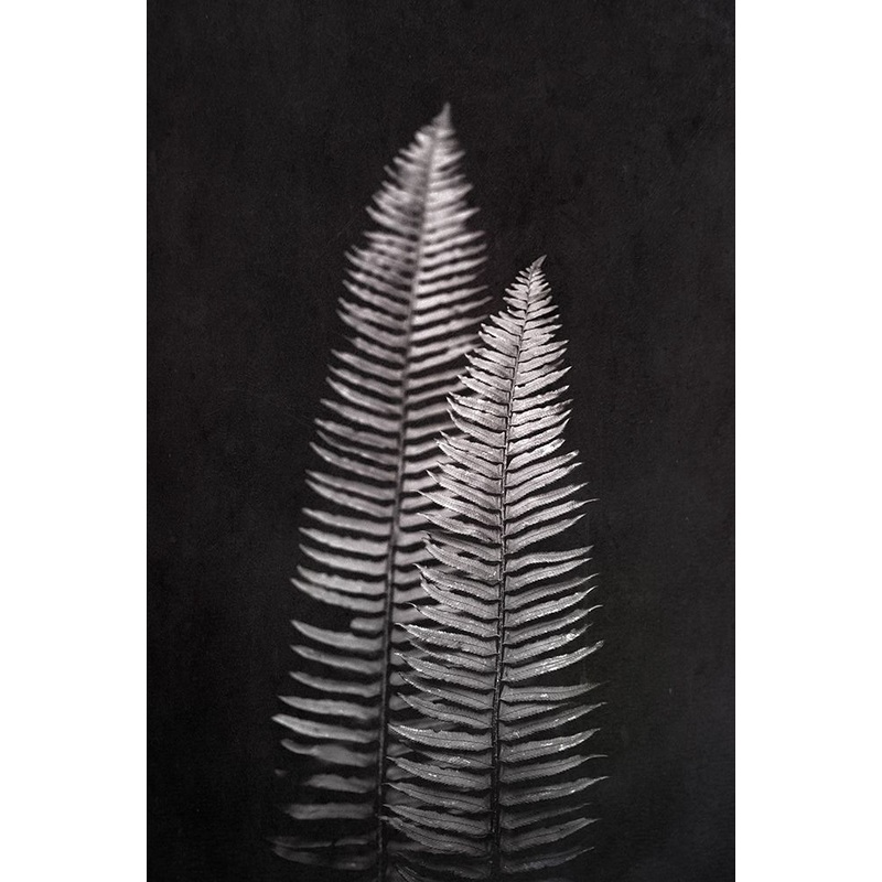 Black and White Forest Ferns Poster Print by Nature Magick Nature Magick # GI569A