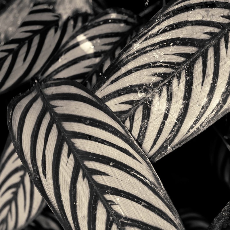 Varigated Leaves No 2 Poster Print by Gary Horsfall # H1630D