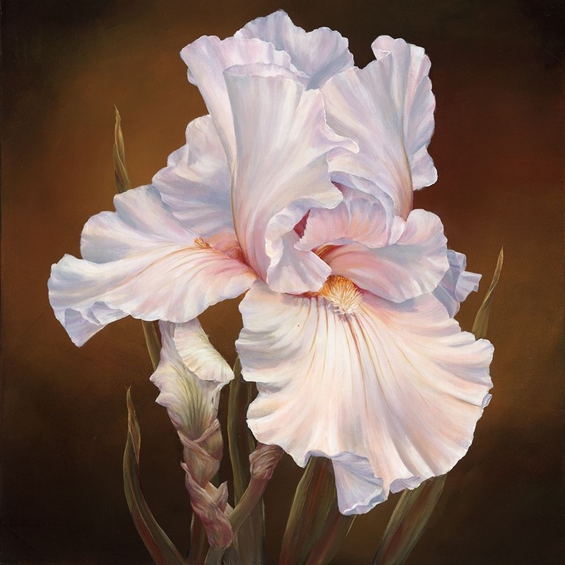 White Iris II Poster Print by Marianne Broome # BR049A