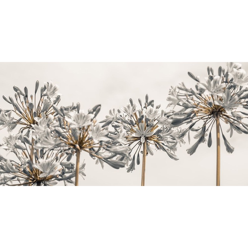 African Lily flowers Poster Print by Assaf Frank # AF20190804188C01