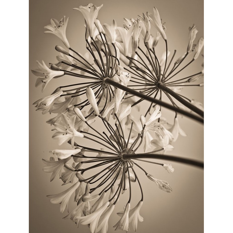 African Lily Poster Print by Assaf Frank # AF20110731101C04