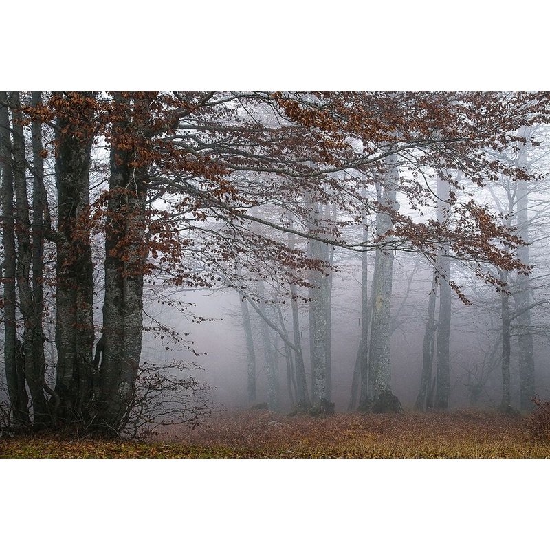 Autumn Paintings Poster Print by Dora Artemiadi # A635D