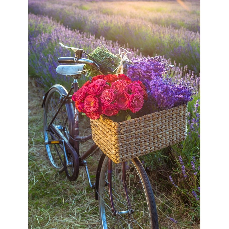 Basket of flowers on a bicycle Poster Print by Assaf Frank # AF20130708243