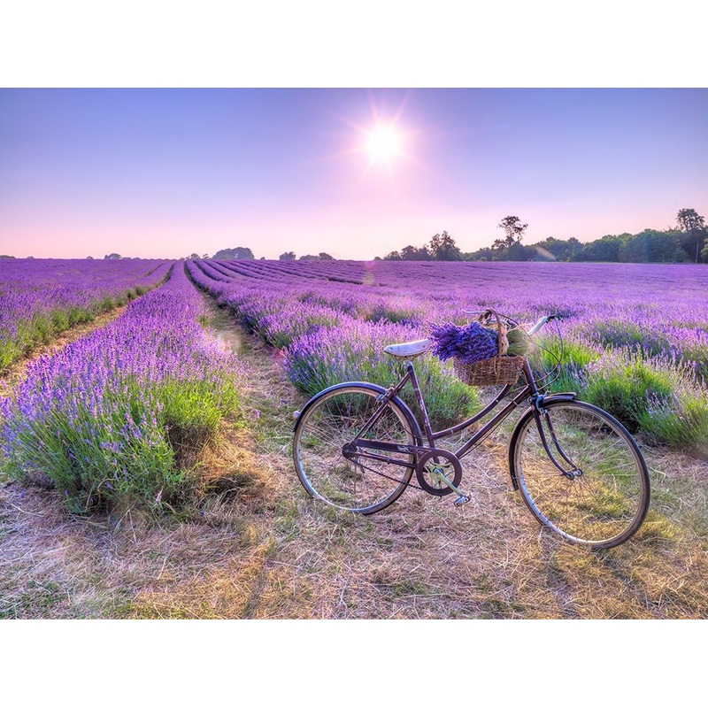 Bicycle with flowers in a Lavender field Poster Print by Assaf Frank # AF20130708162X