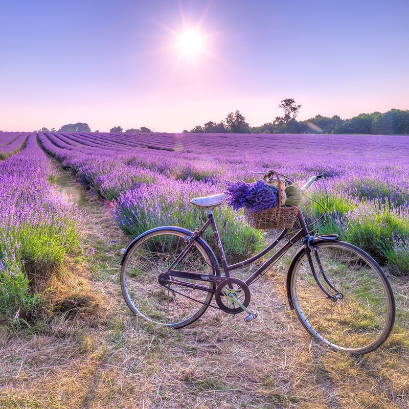 Bicycle with flowers in a Lavender field Poster Print by Assaf Frank # AF20130708162XC01