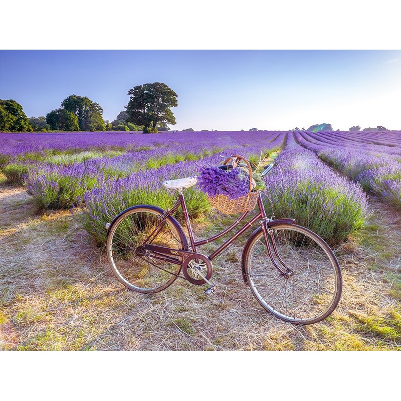 Bicycle with flowers in a Lavender field Poster Print by Assaf Frank # AF20130708173