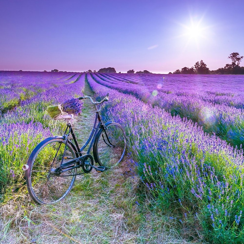 Bicycle with flowers in a Lavender field Poster Print by Assaf Frank # AF20130708200C01