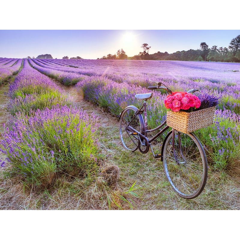 Bicycle with flowers in a Lavender field Poster Print by Assaf Frank # AF20130708225X