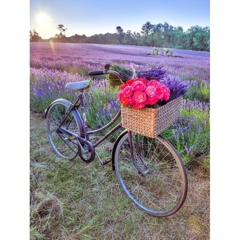 Bicycle with flowers in a Lavender field Poster Print by Assaf Frank # AF20130708232X