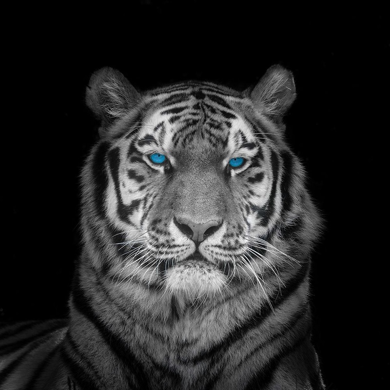 Blue eyes tiger face Poster Print by Assaf Frank # AF20200921025C06G
