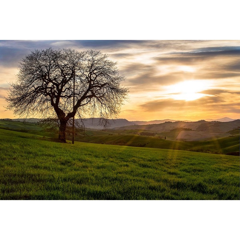 The Tree Poster Print by Dora Artemiadi # A646D