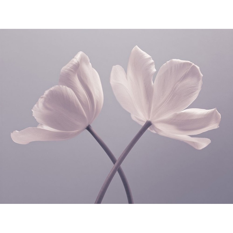 Two Tulip flowers Poster Print by Assaf Frank # AF20120427620C01