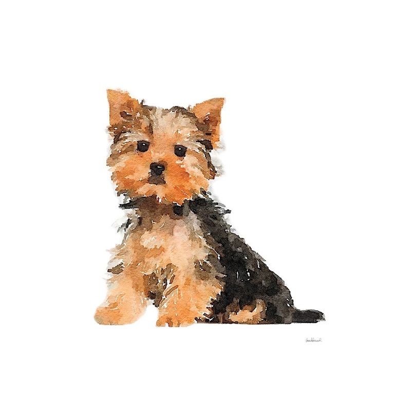 Yorkie Poster Print by Amanda Greenwood # AGD116458