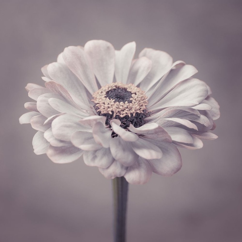 Zinnia flower Poster Print by Assaf Frank # AF20140804285C01