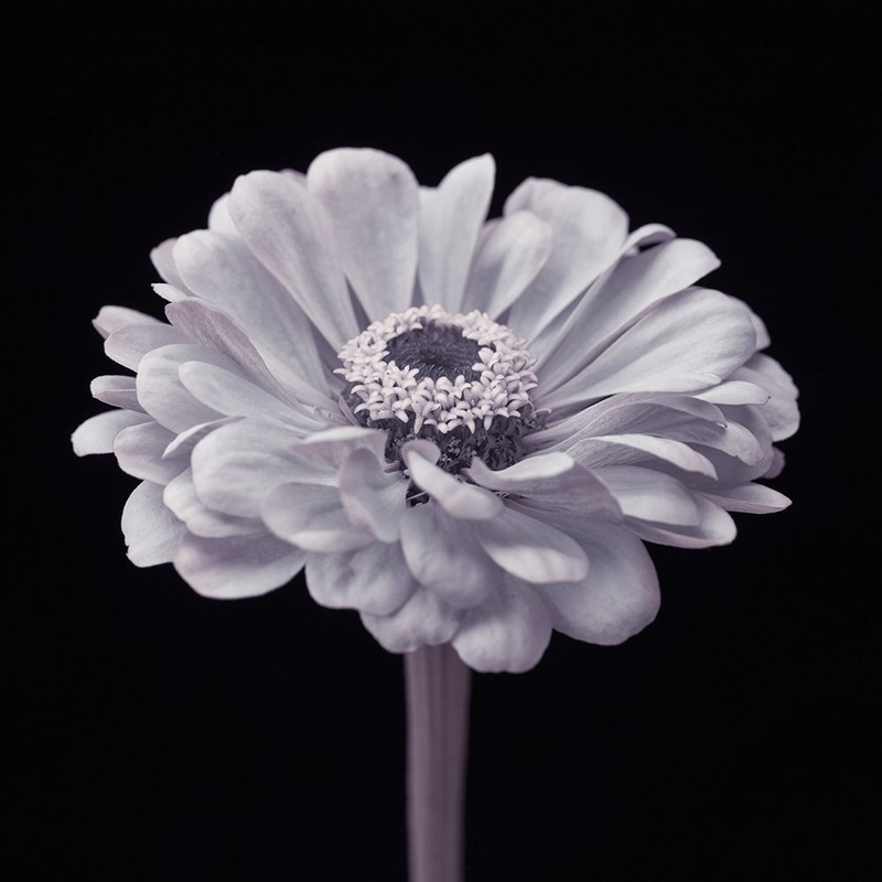 Zinnia flower Poster Print by Assaf Frank # AF20140804286C05