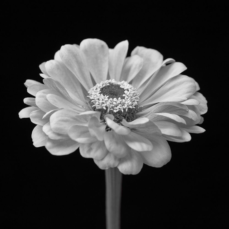 Zinnia flower Poster Print by Assaf Frank # AF20140804286C06