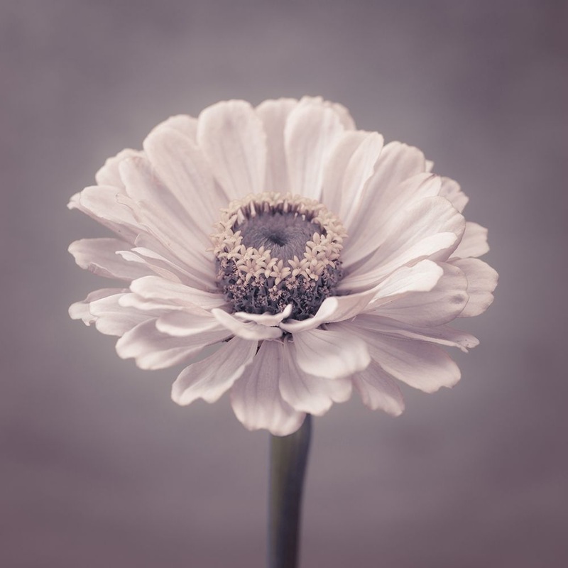 Zinnia flower Poster Print by Assaf Frank # AF20140804294C01