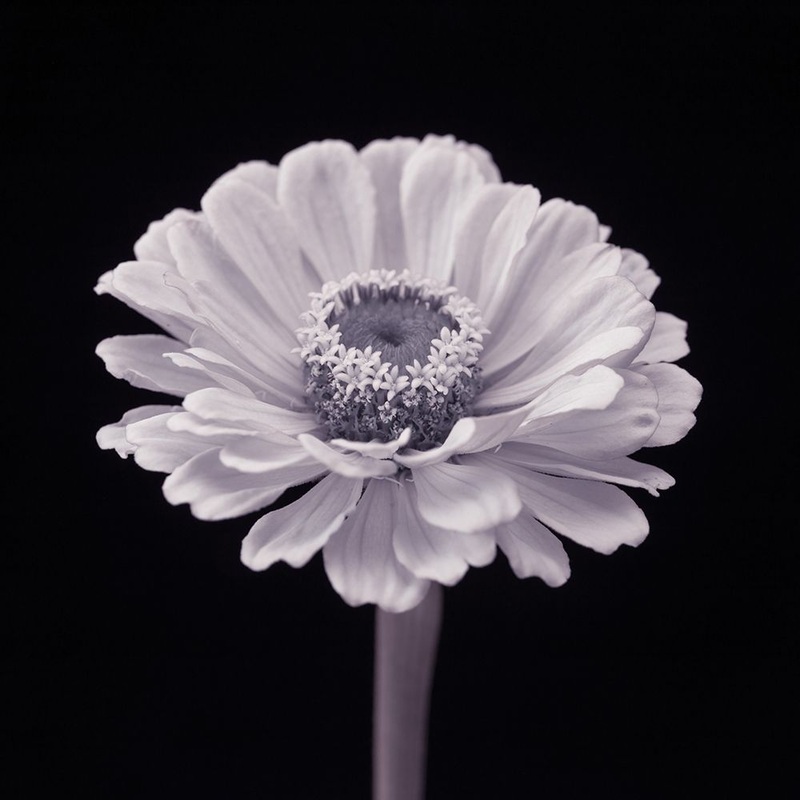 Zinnia flower Poster Print by Assaf Frank # AF20140804295C05