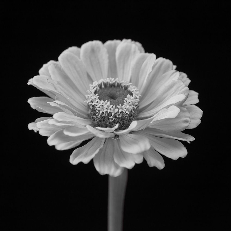 Zinnia flower Poster Print by Assaf Frank # AF20140804295C06